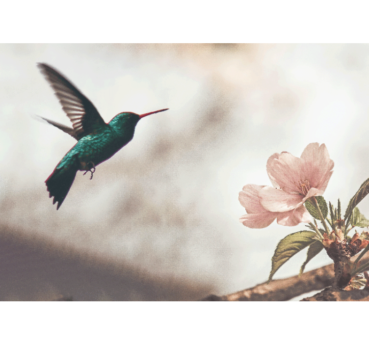 Hummingbird and blossom fototapete z živalmi - TenStickers