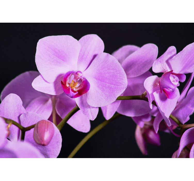 Graceful orchid blossoms fototapeta z orhidejami - TenStickers
