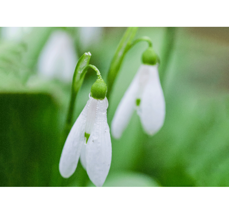Snowdrop floral elegance fototapete s cvetjem - TenStickers
