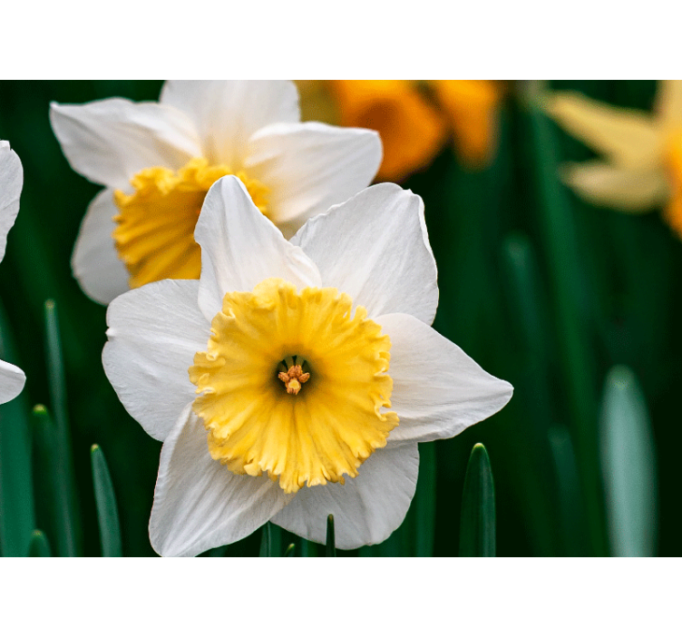 Daffodil blooming elegance fototapeta z maki - TenStickers