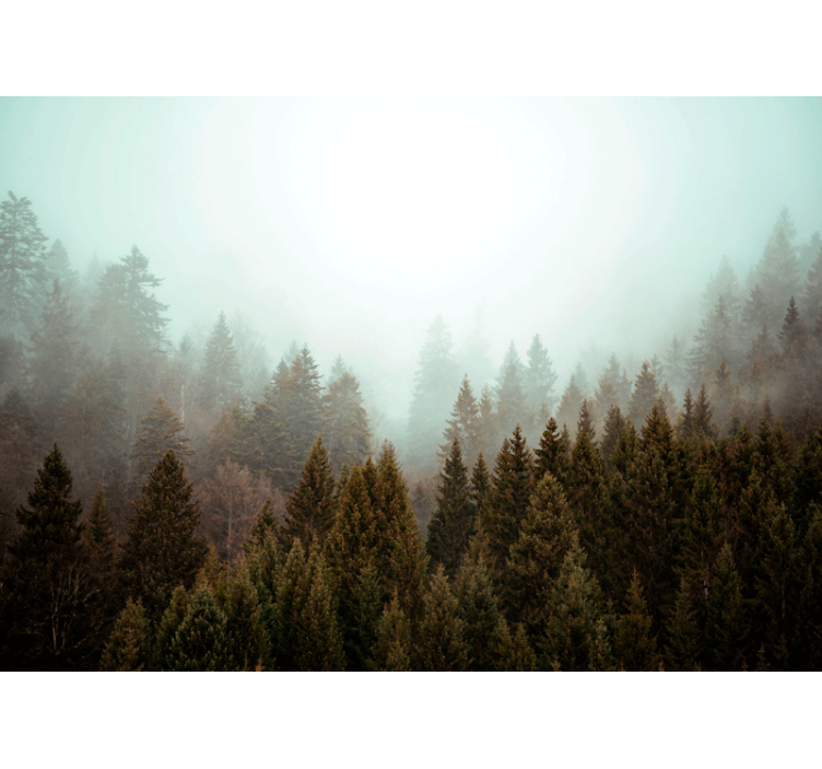 Misty evergreen forest fototapeta gozd - TenStickers