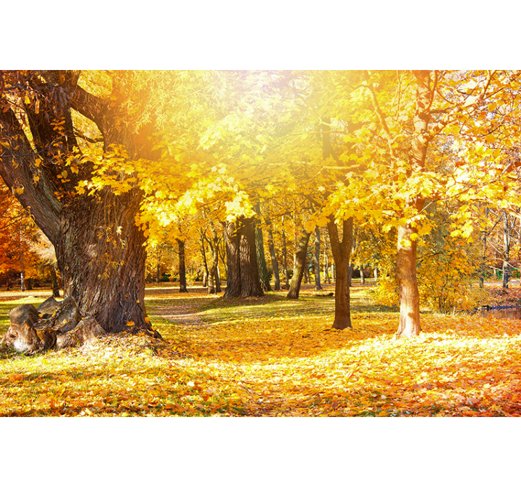 Autumn trees landscape fototapete narava - TenStickers