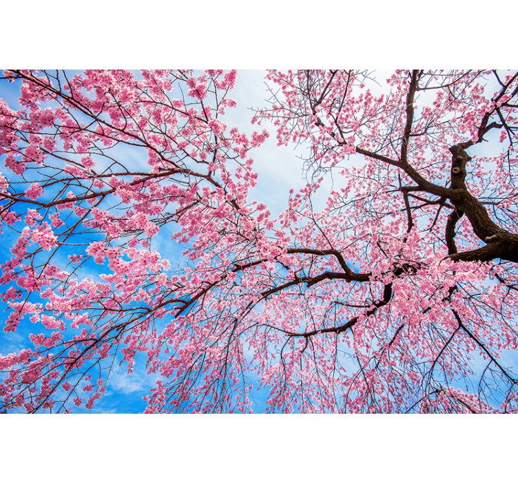 Blooming cherry blossoms fototapete cvetje - TenStickers