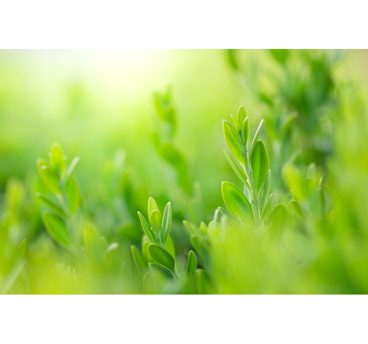 Lush greenery close-up fototapete narava - TenStickers