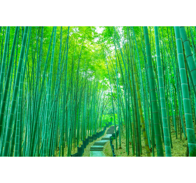Serene bamboo path fototapeta s bambusom - TenStickers