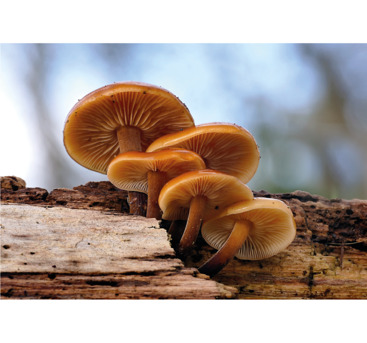 Mushroom cluster fototapete cvetje - TenStickers