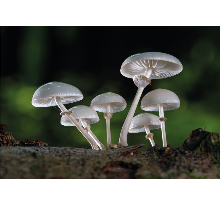 Mushroom cluster growth fototapete narava - TenStickers