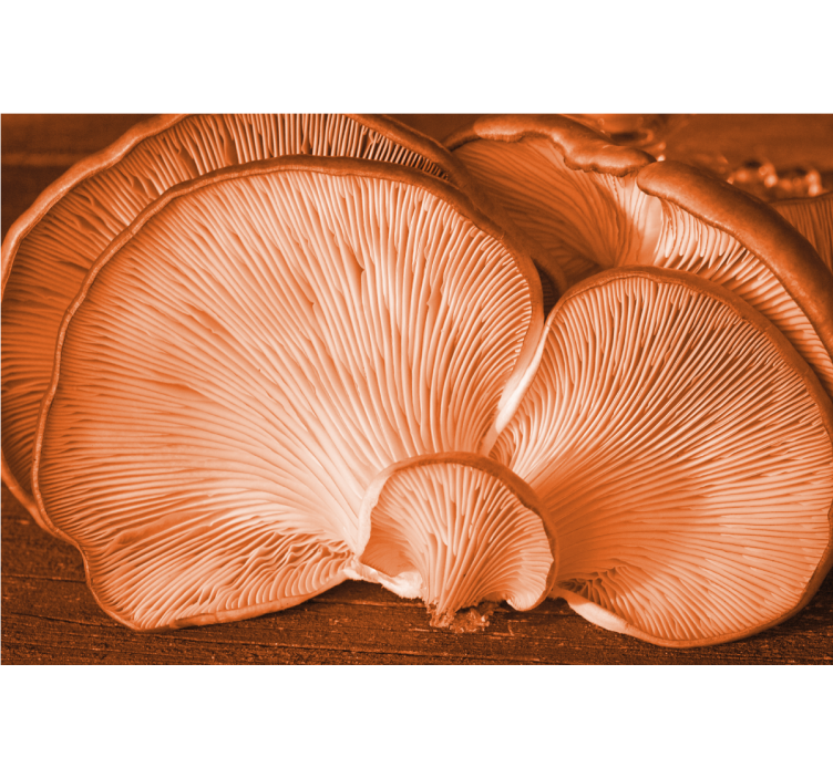 Mushroom texture display fototapete cvetje - TenStickers