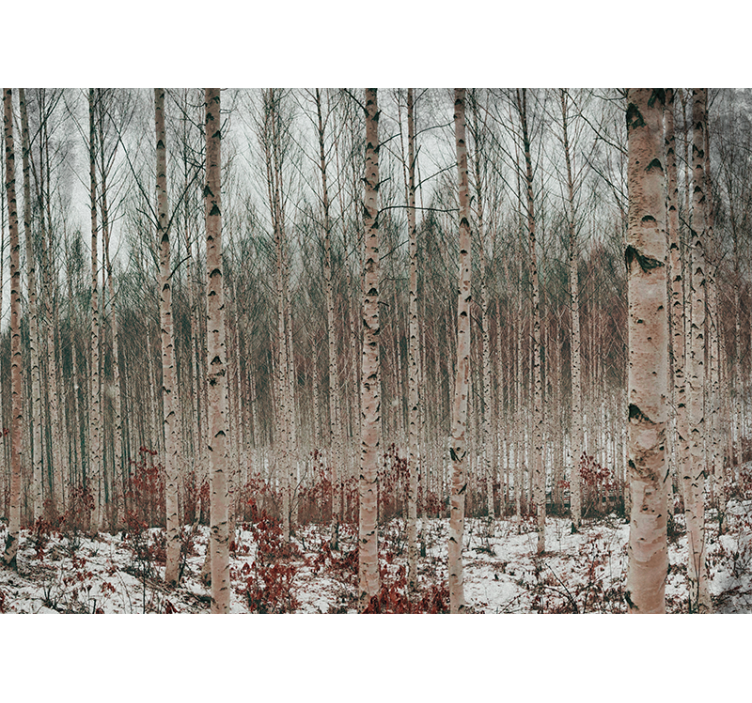 Breza siva drevesa gozdna slika - TenStickers