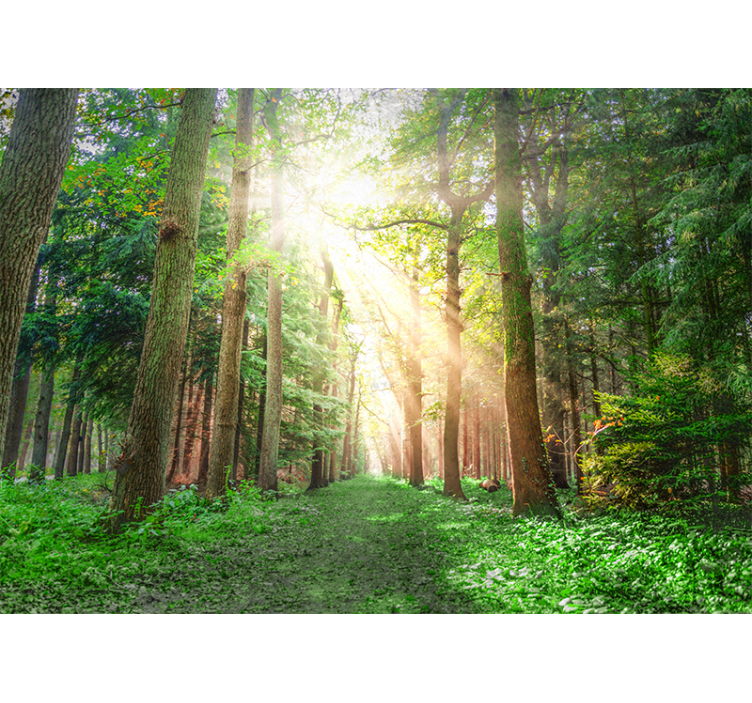 Tranquil woodland trail fototapeta gozd - TenStickers