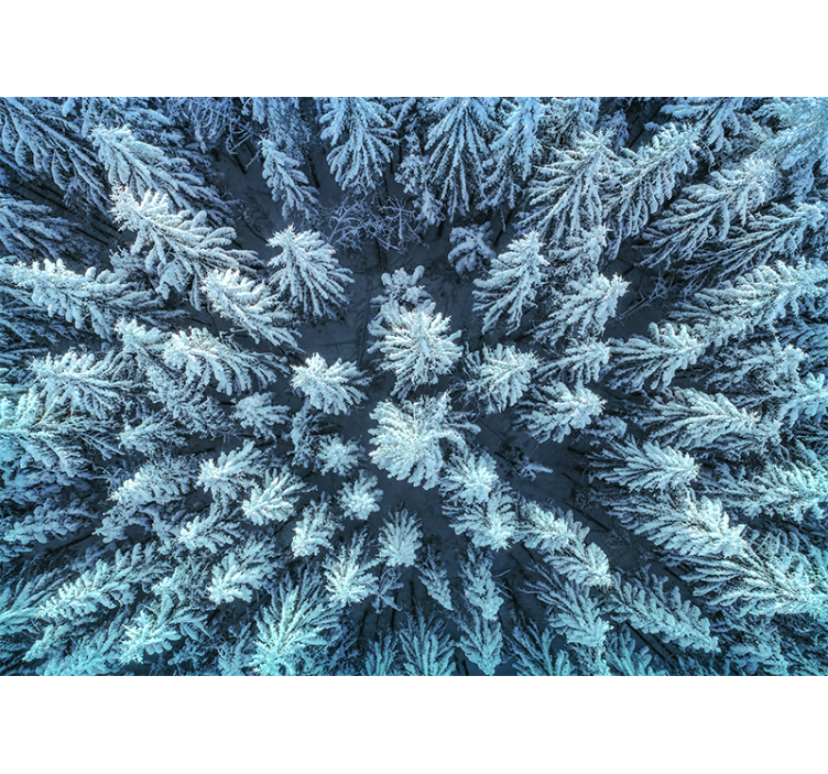 Frozen pine forest fototapete narava - TenStickers