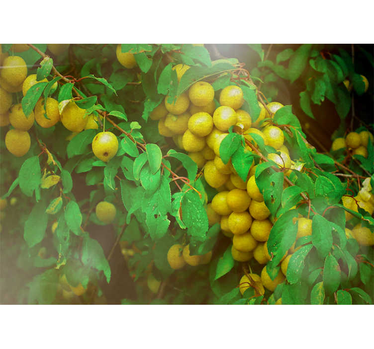 Lush greenery fruits fototapete cvetje - TenStickers