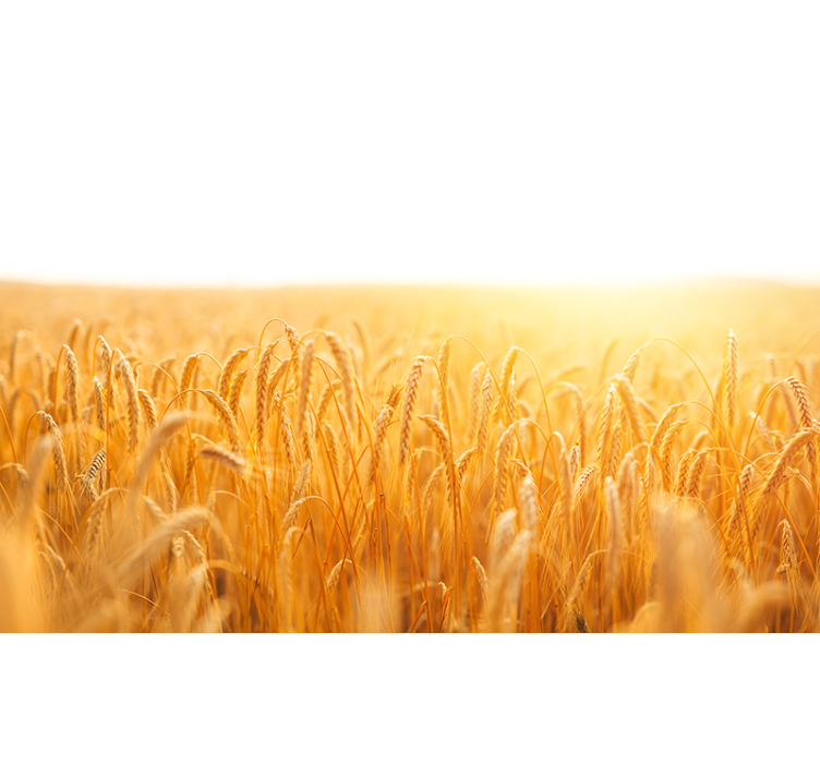 Golden grain meadow fototapete narava - TenStickers