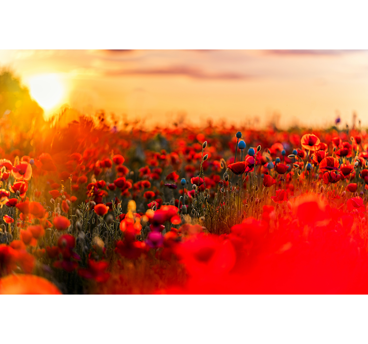 Spring field in sunset fototapeta z makovimi cvetovi - TenStickers
