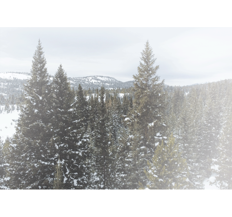 Snowy evergreen landscape fototapete narava - TenStickers