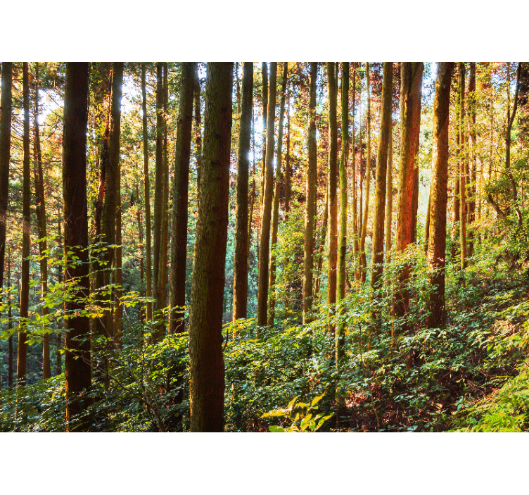 Lush green forest fototapeta gozd - TenStickers