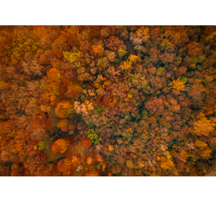 Autumn canopy view fototapete narava - TenStickers