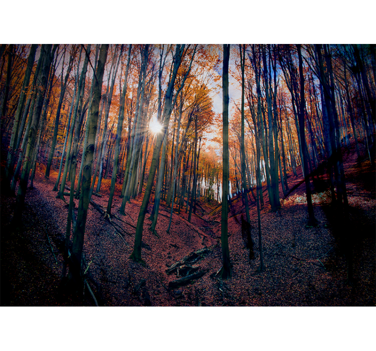 Sunlit autumn forest fototapeta gozd - TenStickers