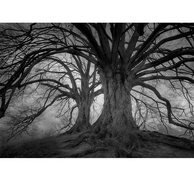 Majestic leafless trees fototapeta gozd - TenStickers