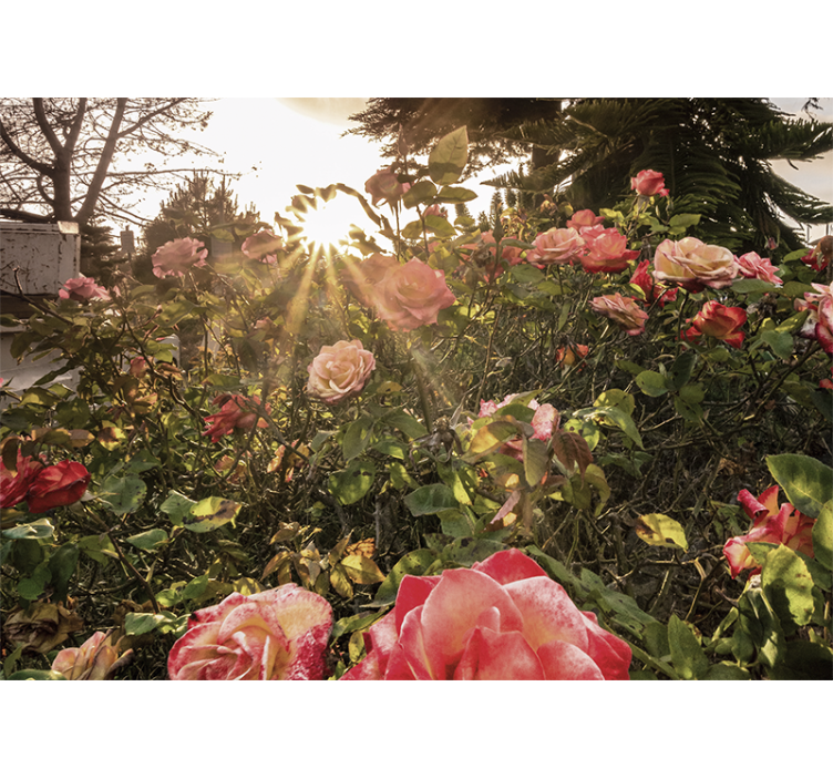 Sunlit rose garden fototapete s cvetjem - TenStickers