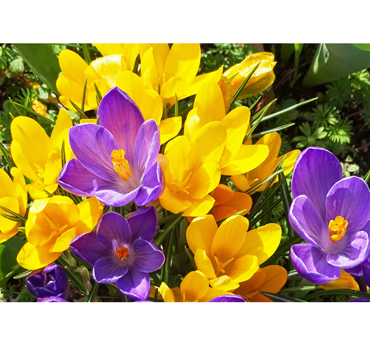Colorful crocus blooms fototapete cvetje - TenStickers