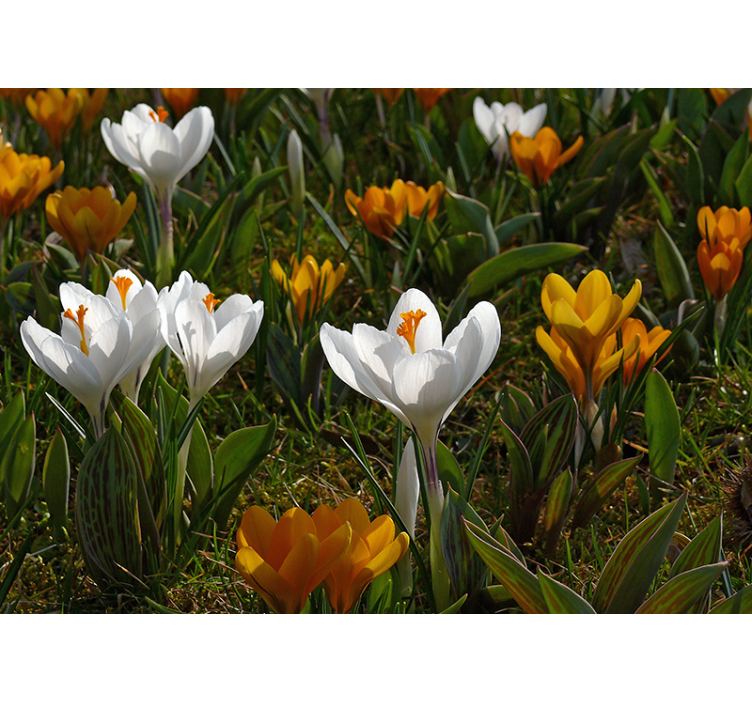 Crocus flower bloom fototapete cvetje - TenStickers