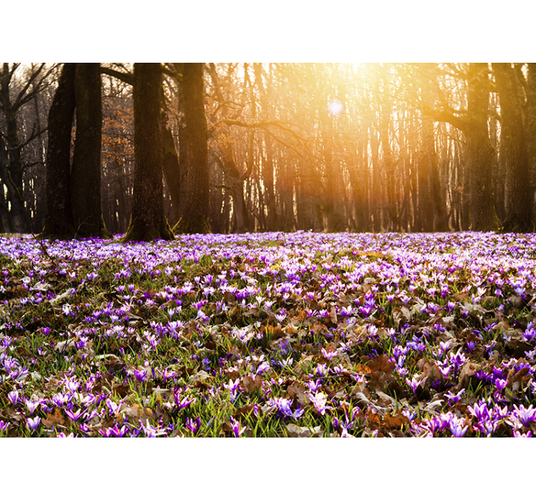 Sunlit flower meadow fototapete s cvetjem - TenStickers