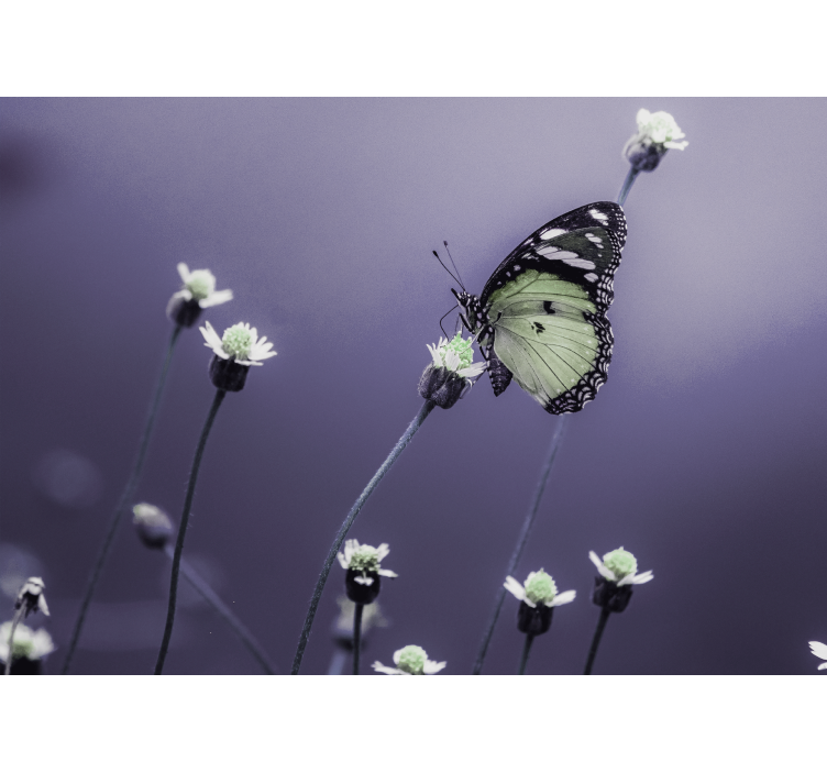 Butterfly on flowers fototapete cvetje - TenStickers