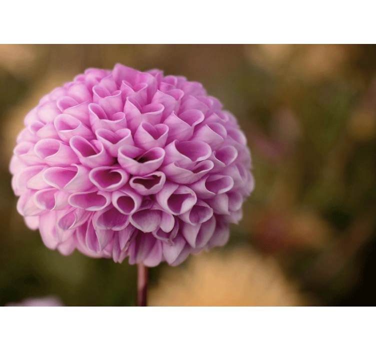 Fotografija elegantnega ljubezenskega srca roza tapeta - TenStickers