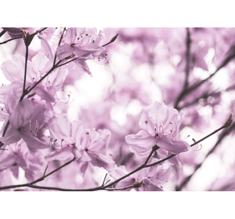 Nežni rožnati cvetovi Fototapete cvetje - TenStickers