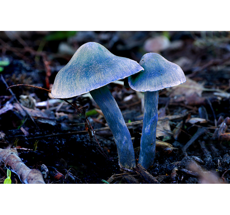 Unique mushroom forms fototapete narava - TenStickers