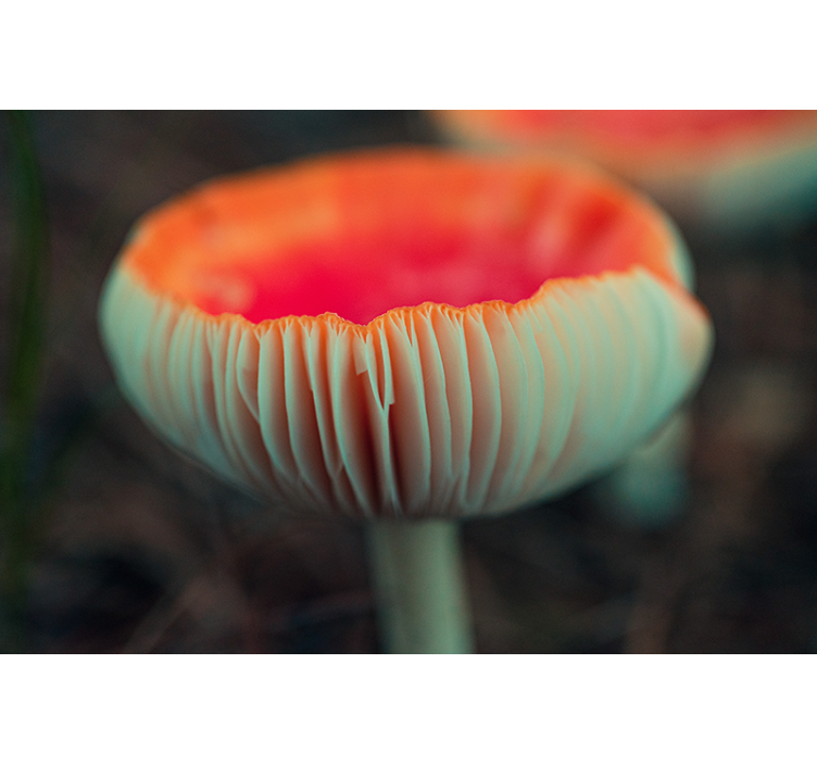 Elegant poppy blossom fototapeta z makovimi cvetovi - TenStickers