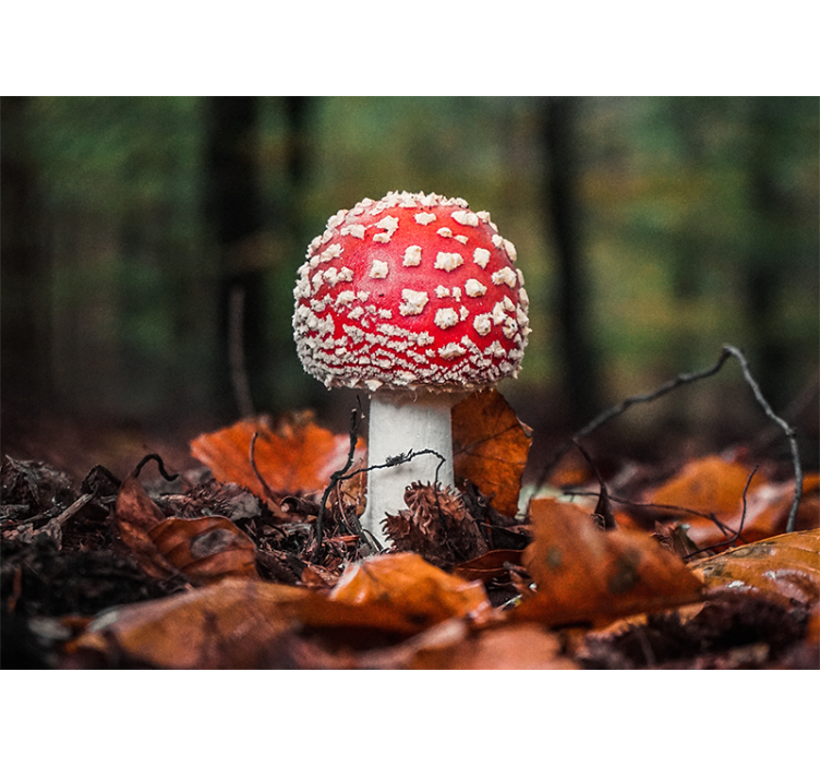 Red toadstool mushroom fototapete narava - TenStickers