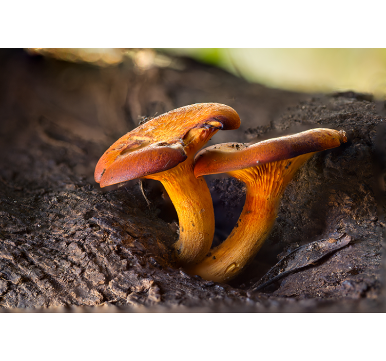 Mushroom nature scene fototapeta gozd - TenStickers