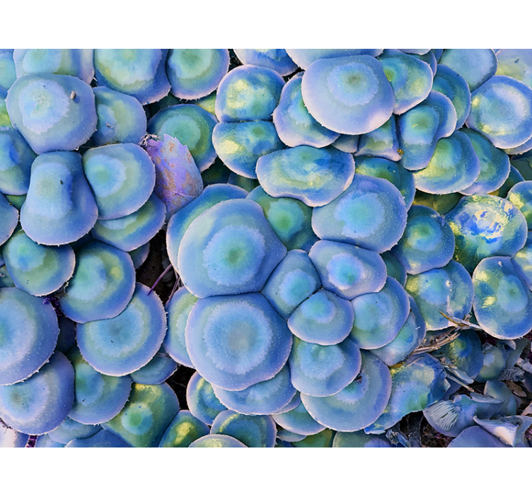 Colorful succulent closeup fototapete narava - TenStickers