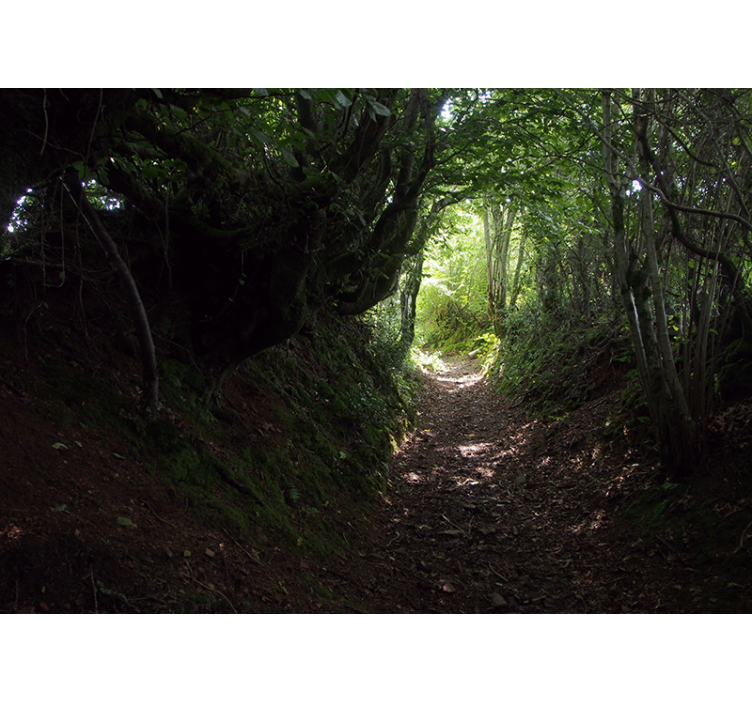 Fototapeta gozd pot v naravi - TenStickers