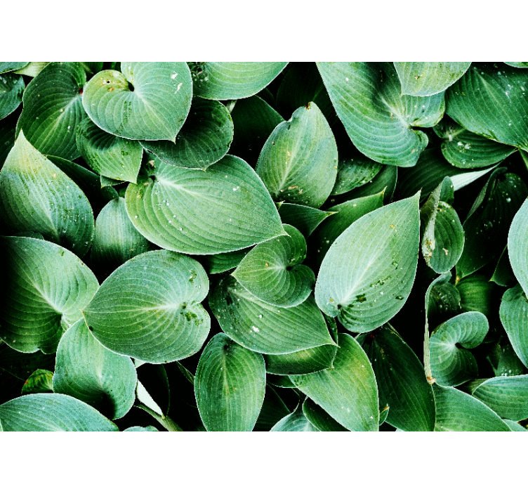 Lush green leaves fototapete narava - TenStickers