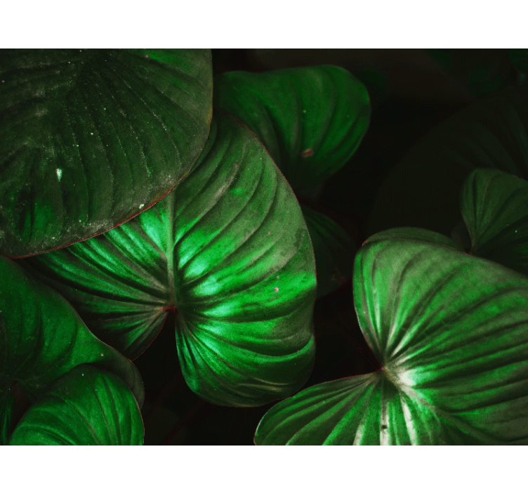 Lively green leaves fototapete narava - TenStickers