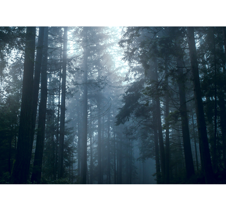 Misty evergreen forests fototapeta gozd - TenStickers