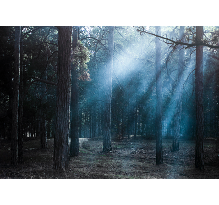 Meglena meglena pot Fototapeta Gozd - TenStickers