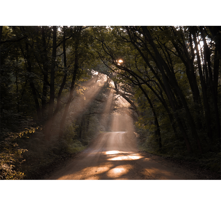 Radiant woodland trail fototapete narava - TenStickers