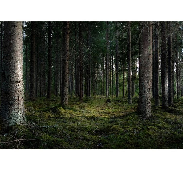 Spokojna pokrajina Fototapeta Gozd - TenStickers