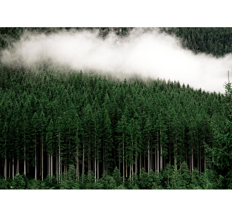 Majestic forest scenery fototapete narava - TenStickers