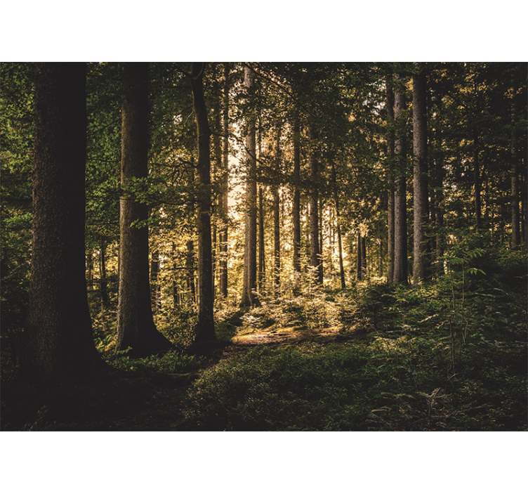 Bright forest path fototapeta gozd - TenStickers