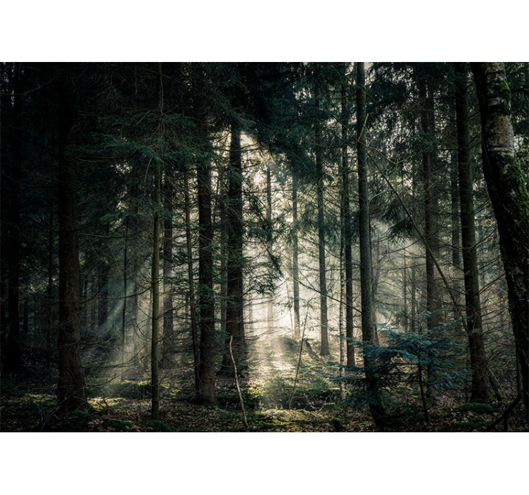 Tranquil woodland view fototapete narava - TenStickers