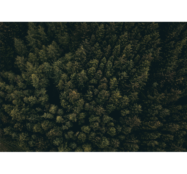 Lush greenery canopy fototapete narava - TenStickers