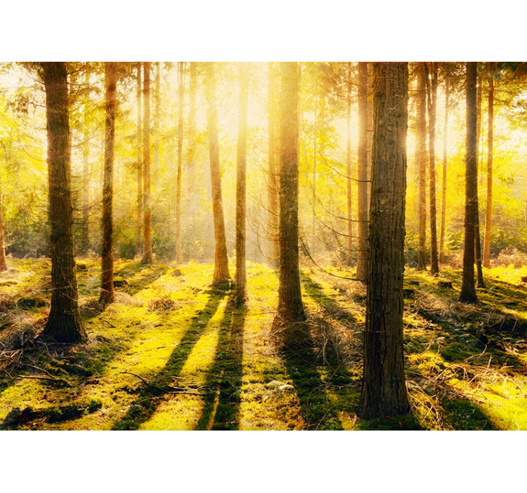 Sun-drenched woodland landscape fototapete narava - TenStickers