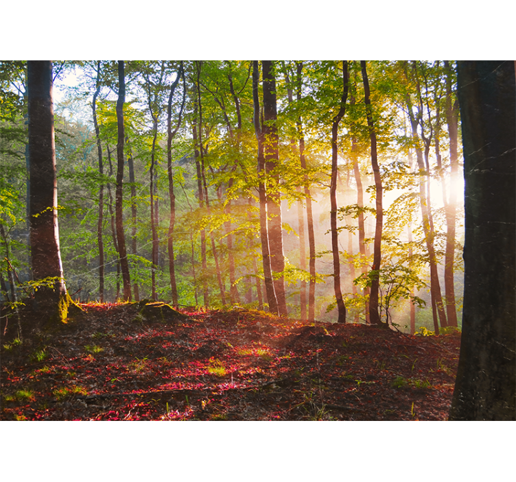 Sunlit woodland view fototapeta gozd - TenStickers