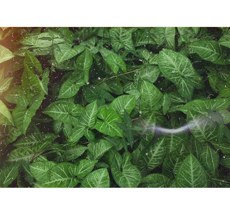 Lively leaf composition fototapete narava - TenStickers