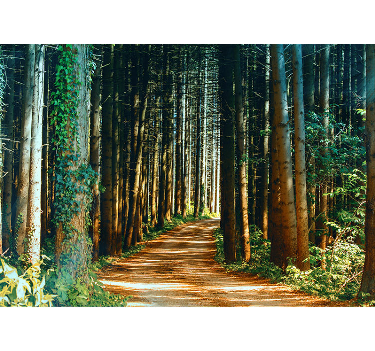 Secluded forest path fototapeta gozd - TenStickers